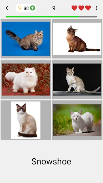 Скачать Cats Quiz Guess Popular Breeds взлом на бесконечные деньги + мод меню screen 2