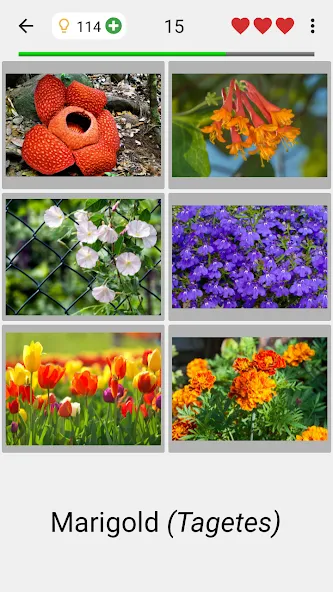 Скачать Flowers Quiz — Identify Plants взлом на бесконечные деньги + мод меню screen 2