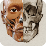 3D Анатомия для художников